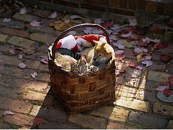 成都猎人队退出《守望先锋》联赛 战队皮肤将下架